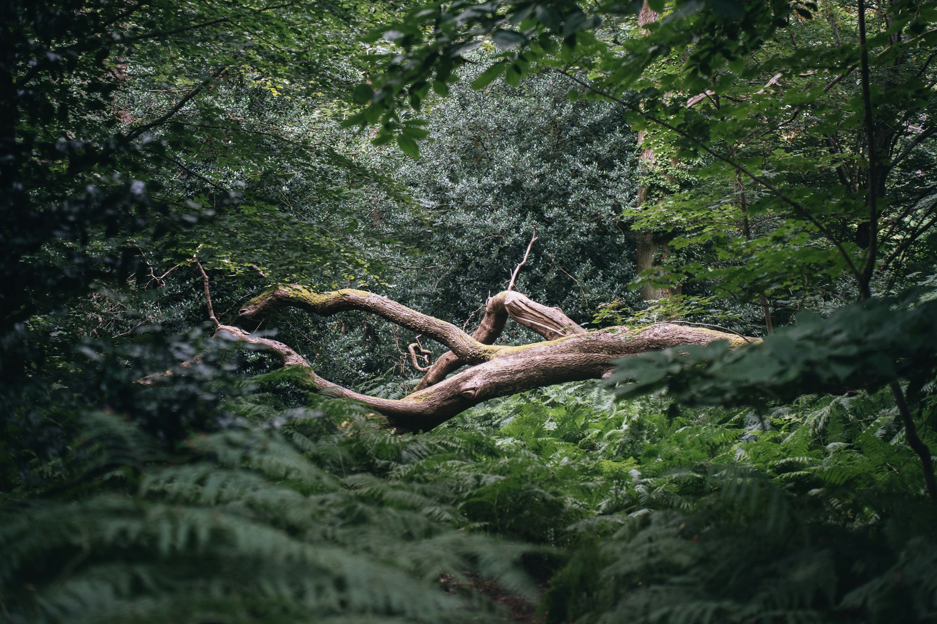 A fallen tree in the middle of a forest